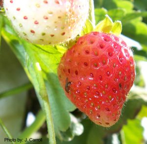 Photo of a probable SWD on a strawberry fruit.
