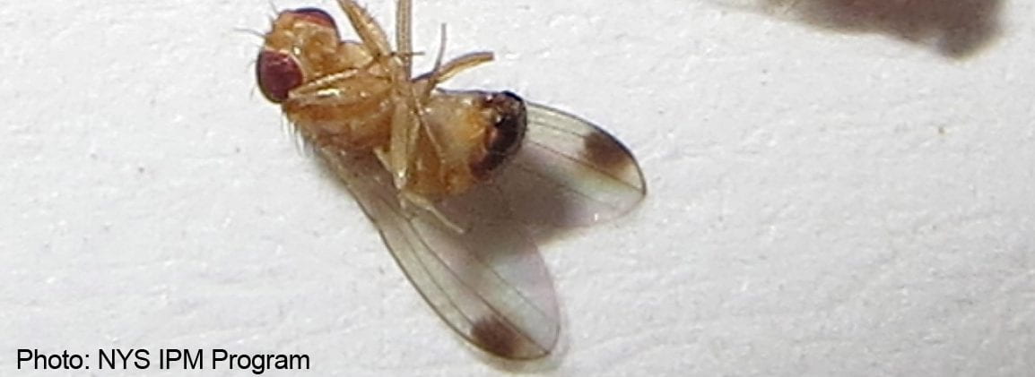 Spotted Wing Drosophila