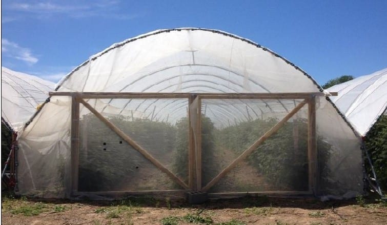 Photo of a high tunnel with exclusion netting to protect the raspberry crop inside from SWD.