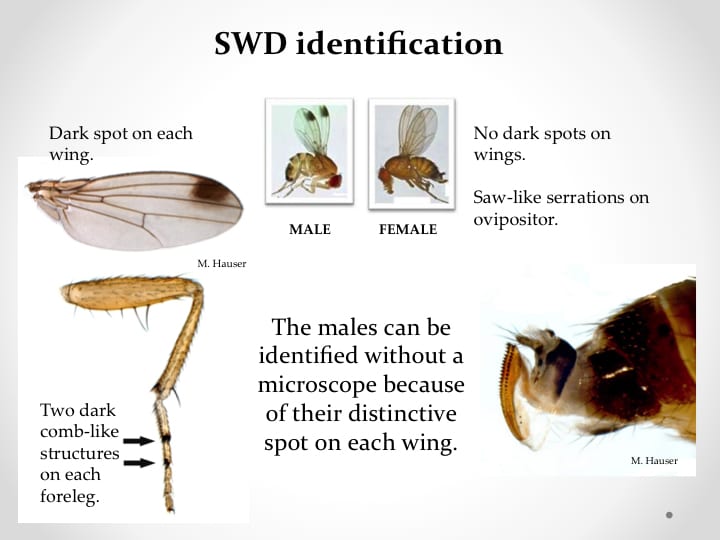A composite image showing the characters that distinguish SWD males from females.