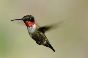 A photo of a ruby-throated hummingbird in flight.