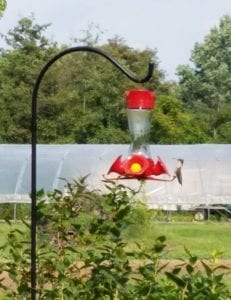 A photo showing a ruby-throated hummingbird at a feeder set in a blueberry planting.