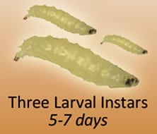 Photo of the three instars of SWD.