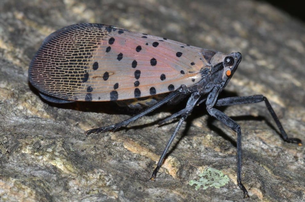Picture of an adult spotted lanternfly on a tree trunk
