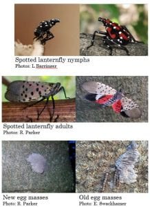 Photo collage showing the life stages of spotted lanternfly.