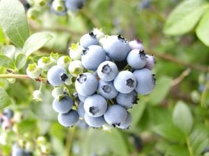 Ripe blueberries ready for harvesting.
