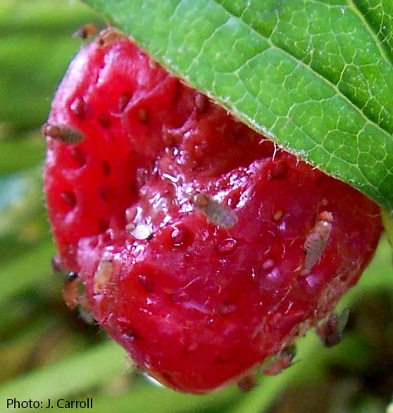 Photo showing several fruit flies congregating on a damaged strawberry.