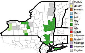 SWD distribution map for NY, June 24, 2019.