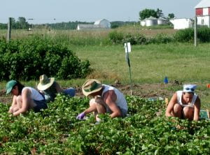 Picture showing a field crew harvesting strawberries.
