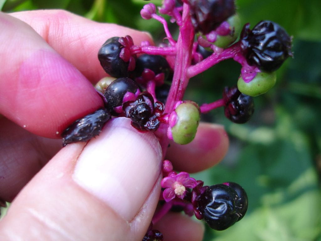 Picture showing an SWD larva in a pokeweed berry.