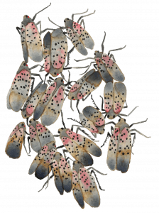 Watercolor of spotted lanternfly adults by Karen English
