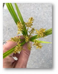 Photos showing the flowers of yellow nutsedge.