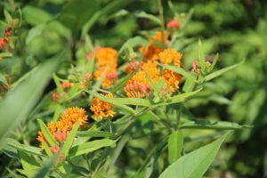 Photo of butterflyweed flowers, coutesy of NYS IPM Program Flickr gallery.