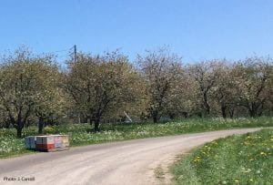 Tart cherry orchard with honeybee hives.