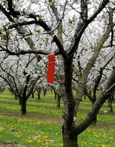 Pherocon red sticky card and lure for monitoring SWD shown hanging n a cherry tree.