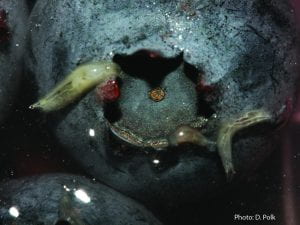 SWD larvae emerging from blueberry in a salt float