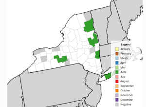 Map of New York state showing 5 counties in green where spotted wing drosophila has been trapped. 
