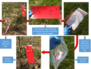Photo 1: Red sticky card in blueberry bush. Photo 2: Close up of card with dark black insects stuck to it. Photo 3: New red sticky card with white paper backing being peeled off. Photo 5: sticky card being placed in ziploc bag. Photo 5: New Red Sticky card and lure hanging in bush.
