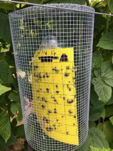 Photos of yellow sticky cards hanging in a bush with a round mesh cage around it.