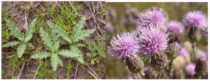 Canada thistle rosettes in a field on the left, a close up of thistle blooms on the right. 