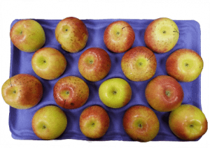 A tray of honeycrisp apples expressing symptoms of bitter pit. 