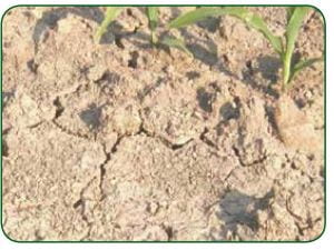 Soil that is crusted at the surface, with some corn in the background. 