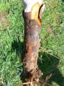 Cankers on the base of an apple tree from phytophthora infections. 