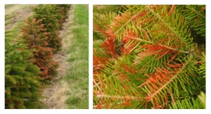 Winter Injury symptoms is common Nordmann firs. 