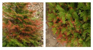 Grand fir trees are showing winter injury symptoms in many parts of NY. 