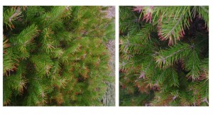 Douglas fir trees that have swiss needlecast infections were most prone to winter injury.  Some un-treated landscape trees are mostly brown. 