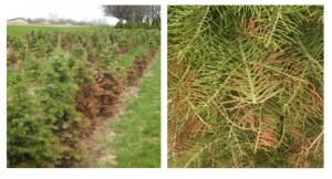 Concolor fir trees planted in sites with poor drainage were susceptible to winter injury. 