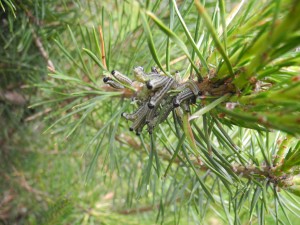 Sawflies feeding on Scotch pine