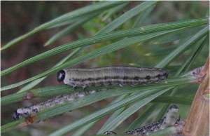 individual pine sawfly