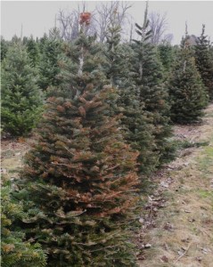 Nordmann fir with winter Injury.