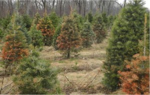 Varing degrees of Injury on concolor fir