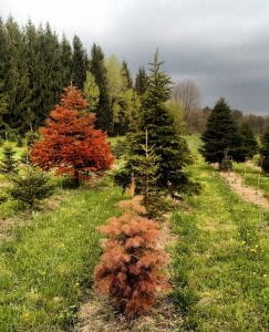 Conolor fir (foreground) and Grand fir (back left) displaying winter injury.