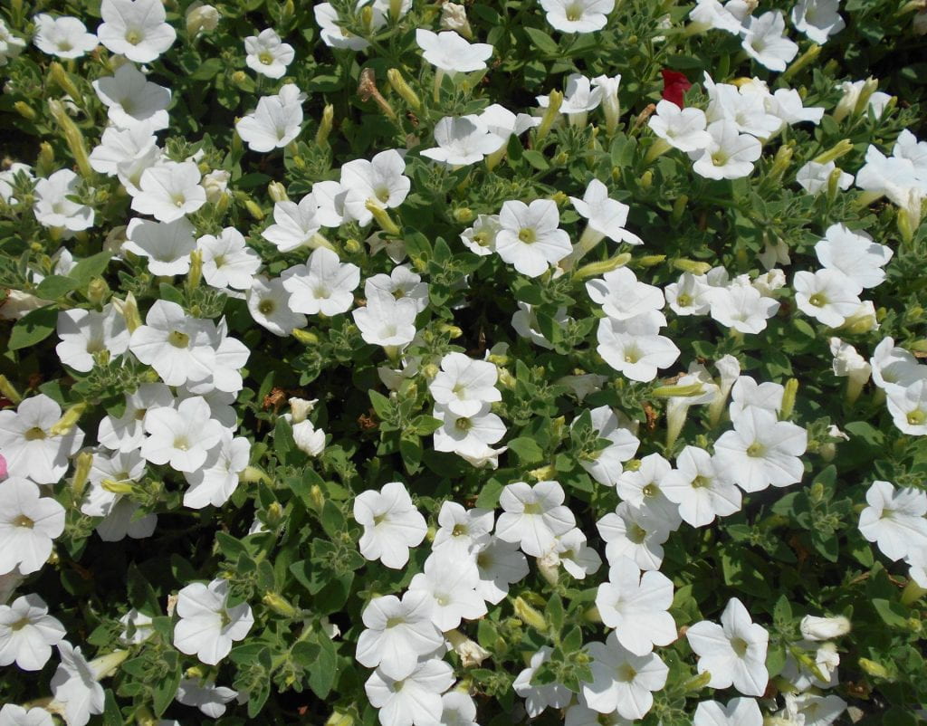 Petunia hybrida Dekko White, Syngenta