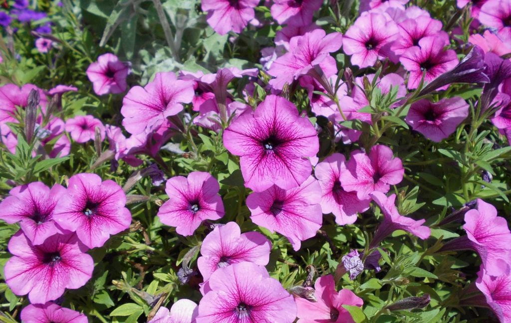 Spreading Petunia Easy Wave Rose Fusion, PanAmerican Seed