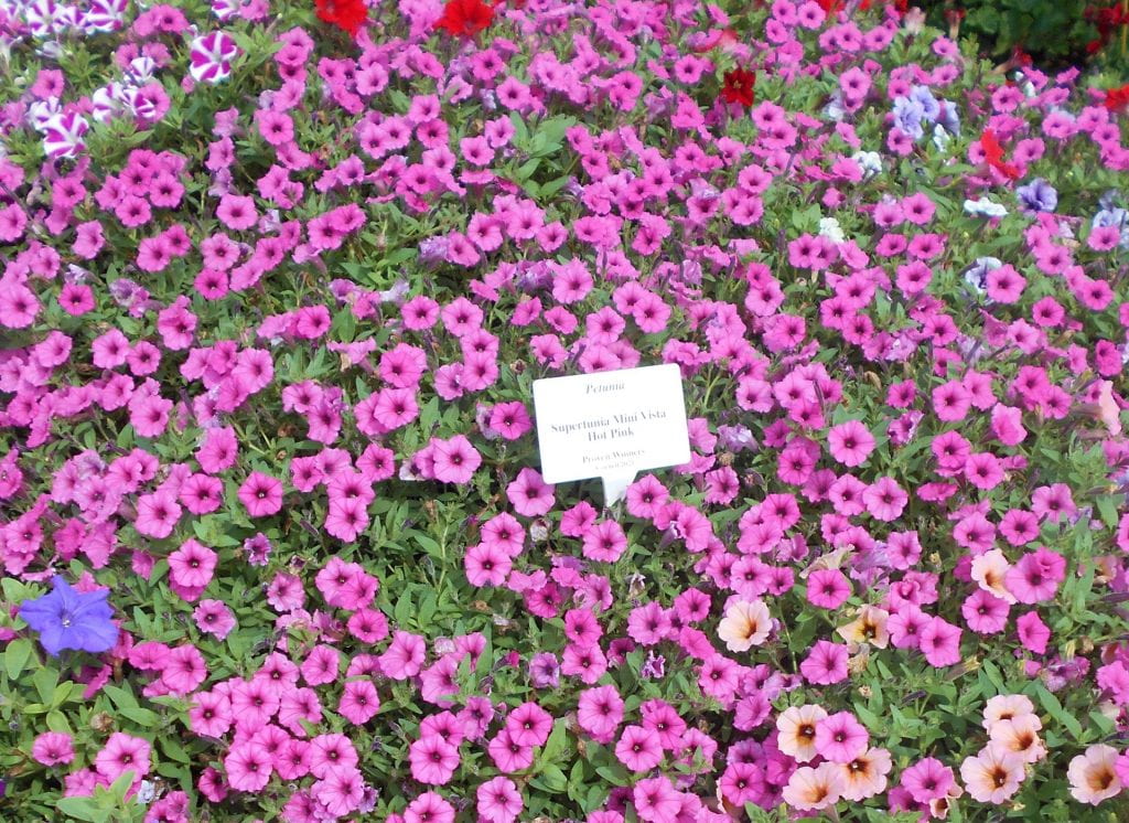 Petunia Supertunia 'Mini Vista Hot Pink,' Proven Winners