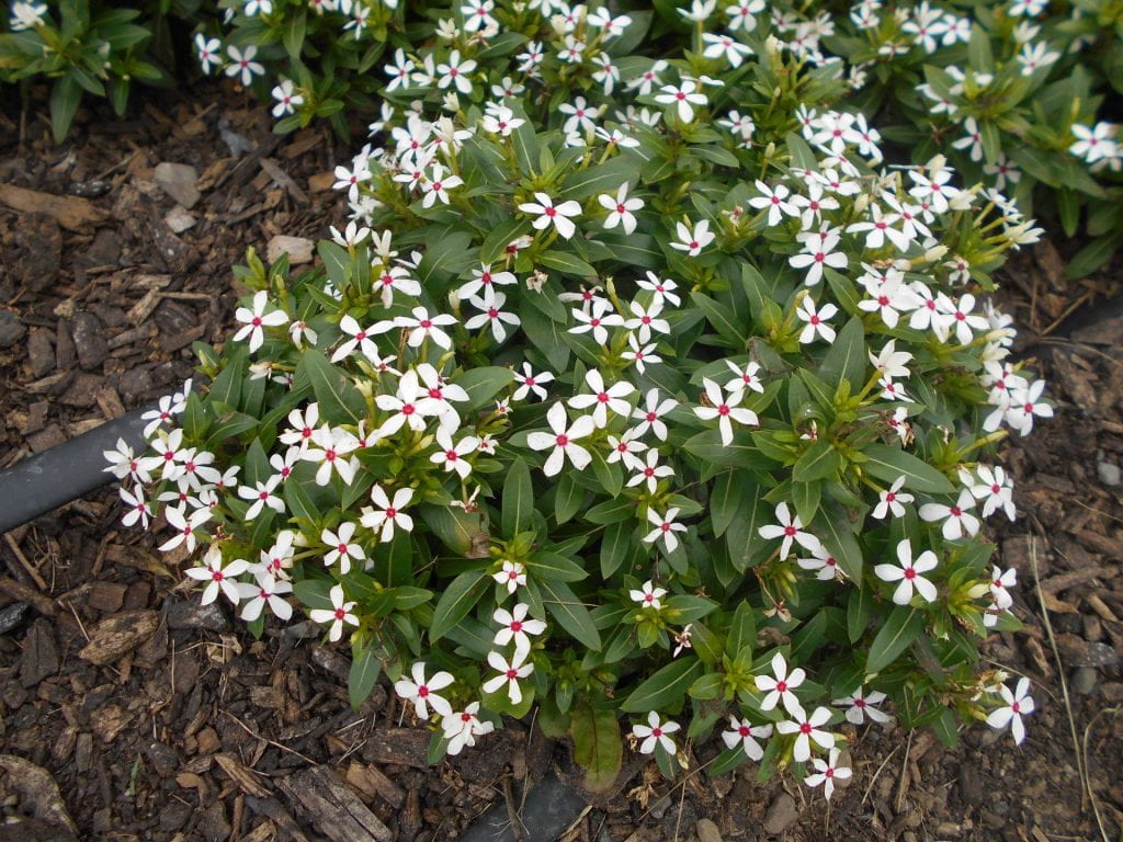 Catharanthus Soiree Kawaii 'White Peppermint,' Suntory