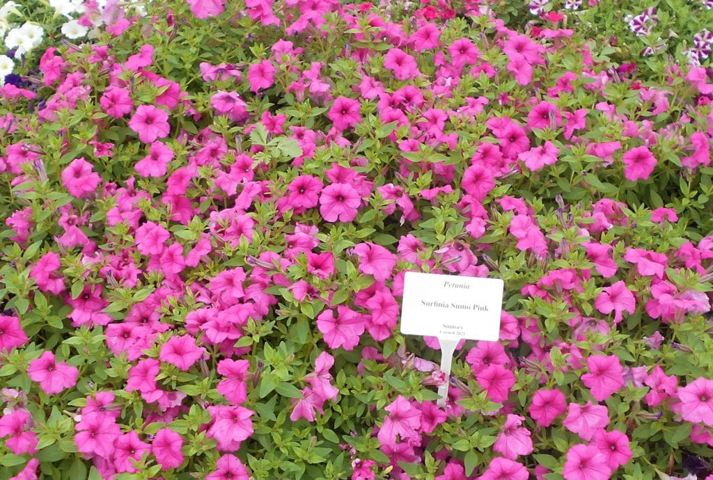 Petunia Surfinia 'Sumo Pink,' Suntory