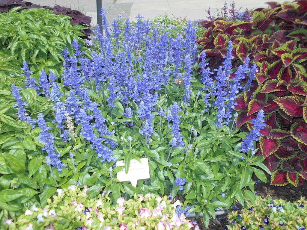 Salvia 'Unplugged So Blue,' Proven Winners