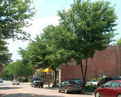 State street elms in CU-Soil