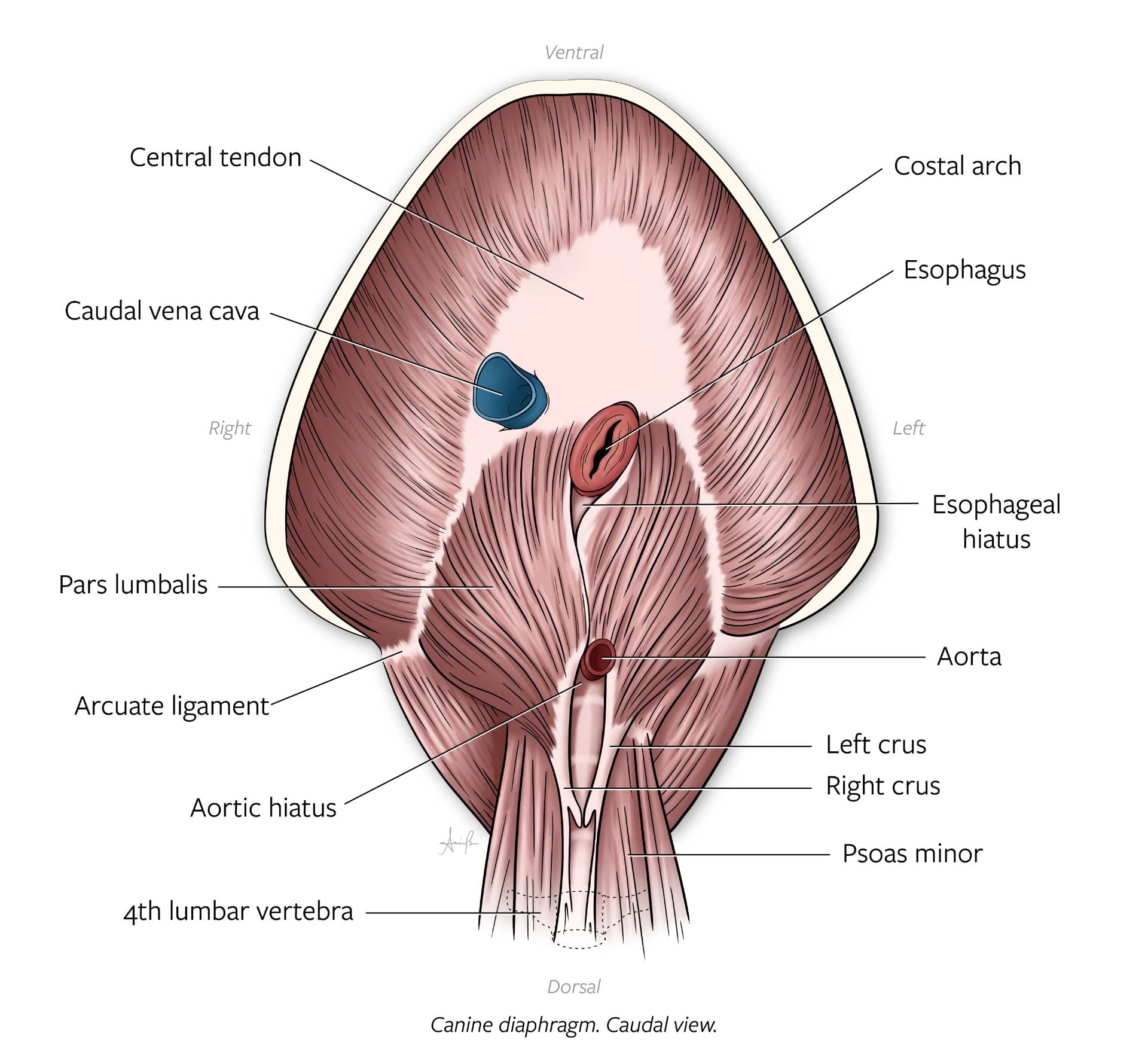 Diaphragm Caudal View Diagram