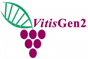 VItisGen2 Logo