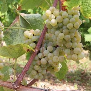 Floreal cultivar white wine grapes