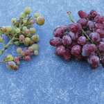 Two table grape clusters- on the left berries are green or pale pink, on the right berries are deep red