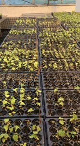 Trays of single-leaf grape seedlings growing in the greenhouse.