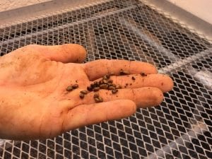 Grape seeds held in a hand during planting