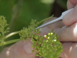 Emasculating (removing the anthers from) a grape flower with tweezers